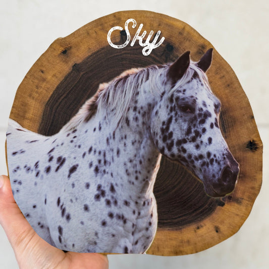 Sky the gorgeous horse portrait