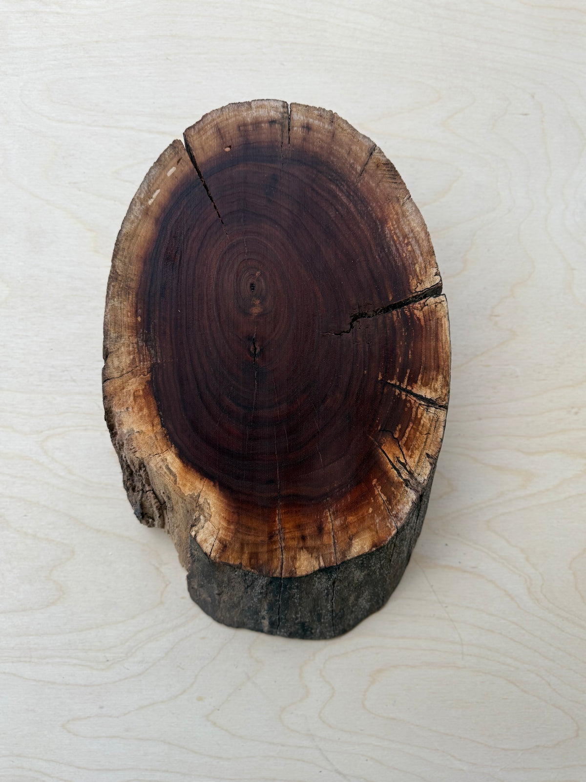 Custom Pet Portrait - On a Live Edge Round (Shipping November 2026)